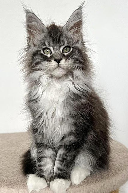 Xenona Black Silver Maine Coon Kitten